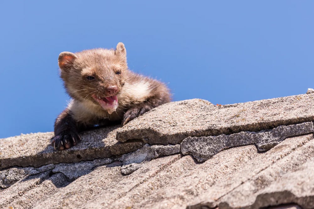 Kuny gryzonie i inne intruzy w welnie mineralnej